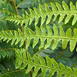 Thelypteris palustris - Sumpffarn