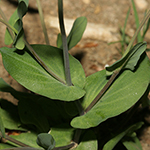 Microthlaspi perfoliatum - Stängelumfassendes Hellerkraut