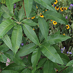 Vitex agnus-castus - Mönchspfeffer