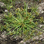 Cyperus flavescens