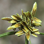 Cyperus flavescens