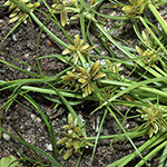 Cyperus flavescens
