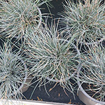 Festuca glauca - Blau-Schwingel