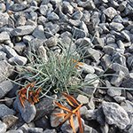 Festuca glauca - Blau-Schwingel