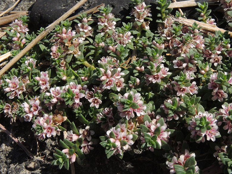 Glaux maritima