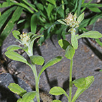 Gnaphalium pensylvanicum - Pennsylvanisches Ruhrkraut