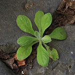 /pflanzenbilder/Gnaphalium_pensylvanicum.htm