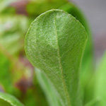Gnaphalium pensylvanicum - Pennsylvanisches Ruhrkraut