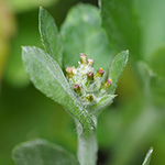 Gnaphalium pensylvanicum - Pennsylvanisches Ruhrkraut