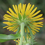Inula britannica - Wiesen-Alant