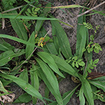 Inula britannica - Wiesen-Alant