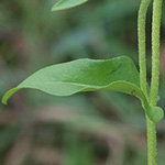 Inula britannica - Wiesen-Alant