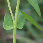 Inula britannica - Wiesen-Alant