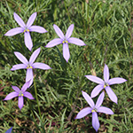 Isotoma axillaris - Schein-Lobelie