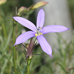 Isotoma axillaris - Schein-Lobelie