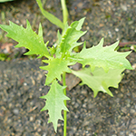 Isotoma axillaris - Schein-Lobelie