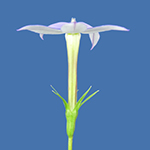 Isotoma axillaris - Schein-Lobelie