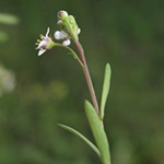 Lepidium graminifolium - Grasblättrige Kresse