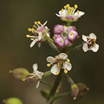 Lepidium graminifolium - Grasblättrige Kresse
