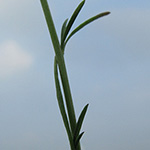 Lepidium graminifolium - Grasblättrige Kresse