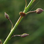 Lepidium graminifolium - Grasblättrige Kresse