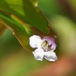 Lindernia dubia - Großes Büchsenkraut