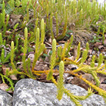 Lycopodium annotinum subsp. alpestre