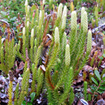 Lycopodium annotinum subsp. alpestre