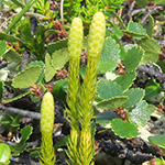 Lycopodium annotinum subsp. alpestre