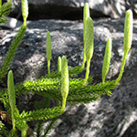 Lycopodium clavatum subsp. monostachyon 