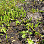 Lycopodium clavatum subsp. monostachyon