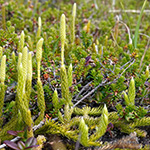 Lycopodium clavatum subsp. monostachyon