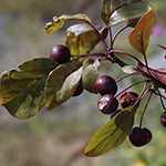 Malus purpurea - Purpur-Apfel