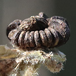 Malva thuringiaca - Thüringer Strauchpappel