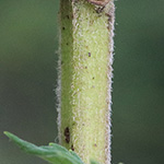 Mentha longifolia - Ross-Minze