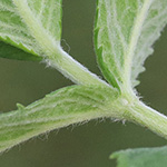 Mentha longifolia - Ross-Minze