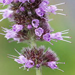 Mentha longifolia - Ross-Minze