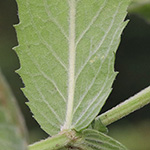 Mentha longifolia - Ross-Minze