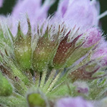 Mentha longifolia - Ross-Minze