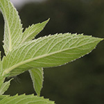 Mentha longifolia - Ross-Minze