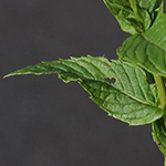 Mentha spicata - Grüne Minze