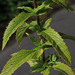 Mentha spicata - Grüne Minze