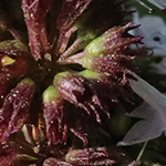 Mentha spicata - Grüne Minze