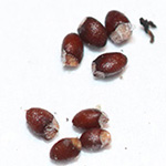 /pflanzenbilder/Mentha_spicata.htm