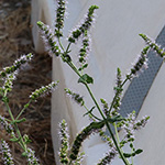 Mentha suaveolens - Rundblättrige Minze
