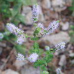 Mentha suaveolens - Rundblättrige Minze