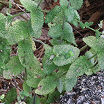 Mentha suaveolens - Rundblättrige Minze