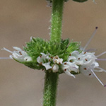 Mentha suaveolens - Rundblättrige Minze