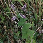 Mentha villosa - Hain-Minze