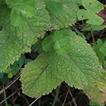 Mentha villosa - Hain-Minze